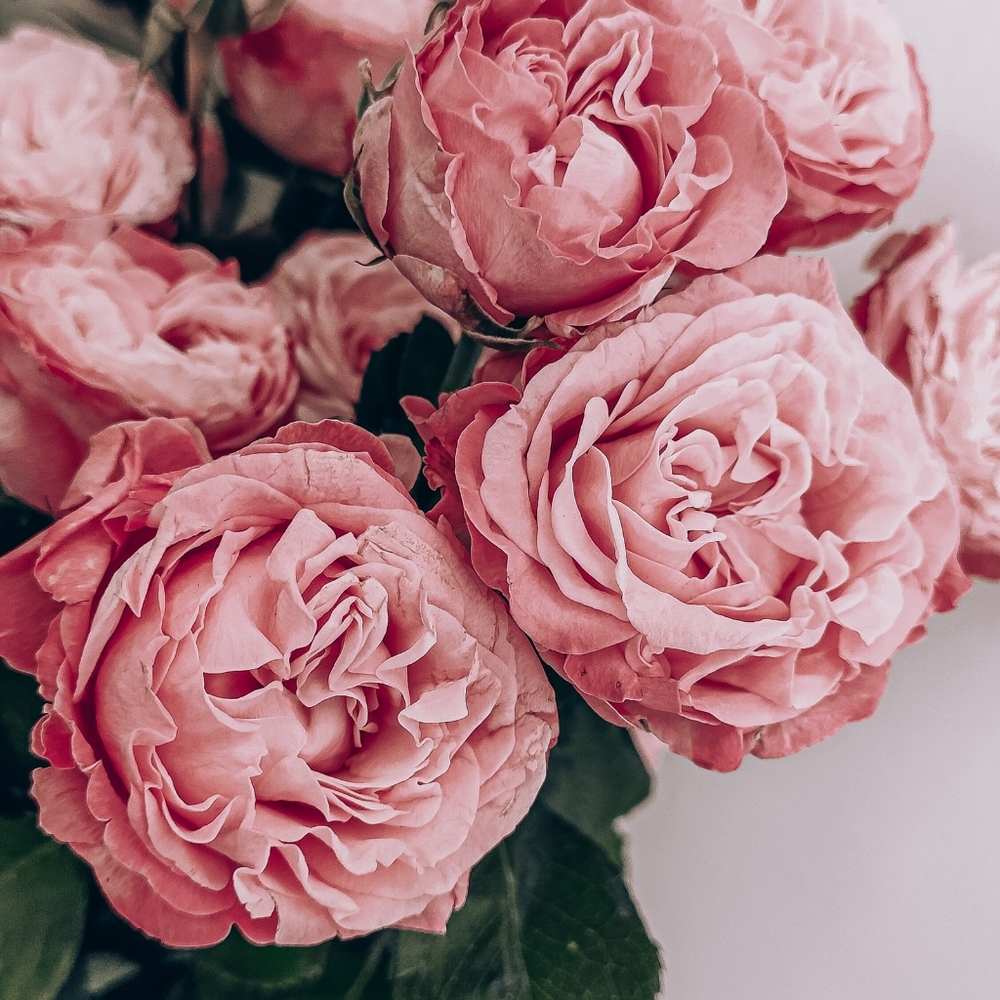 Meet your Posher, Liko